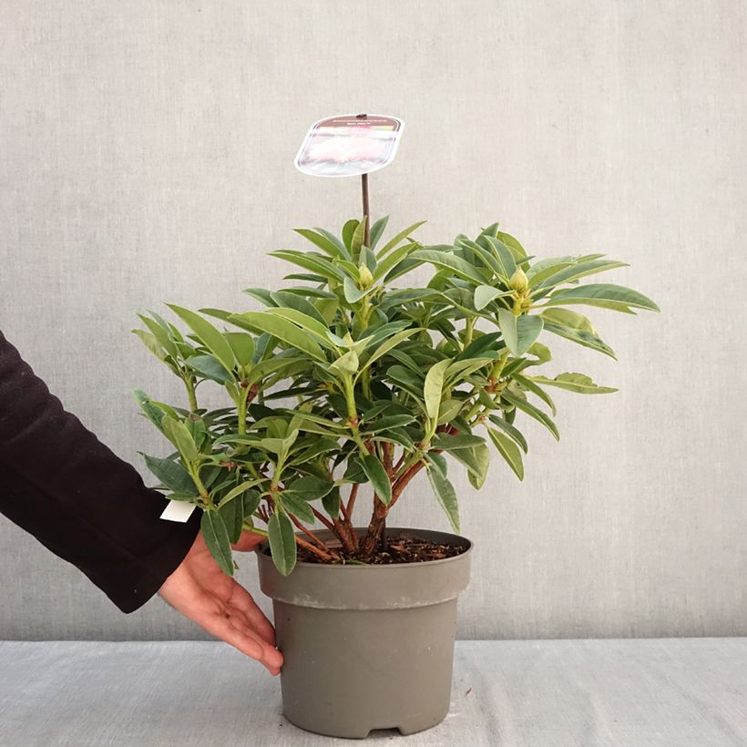 Exemplar von Rhododendron Sun Fire Topf mit 4L/5L wie im Winter geliefert