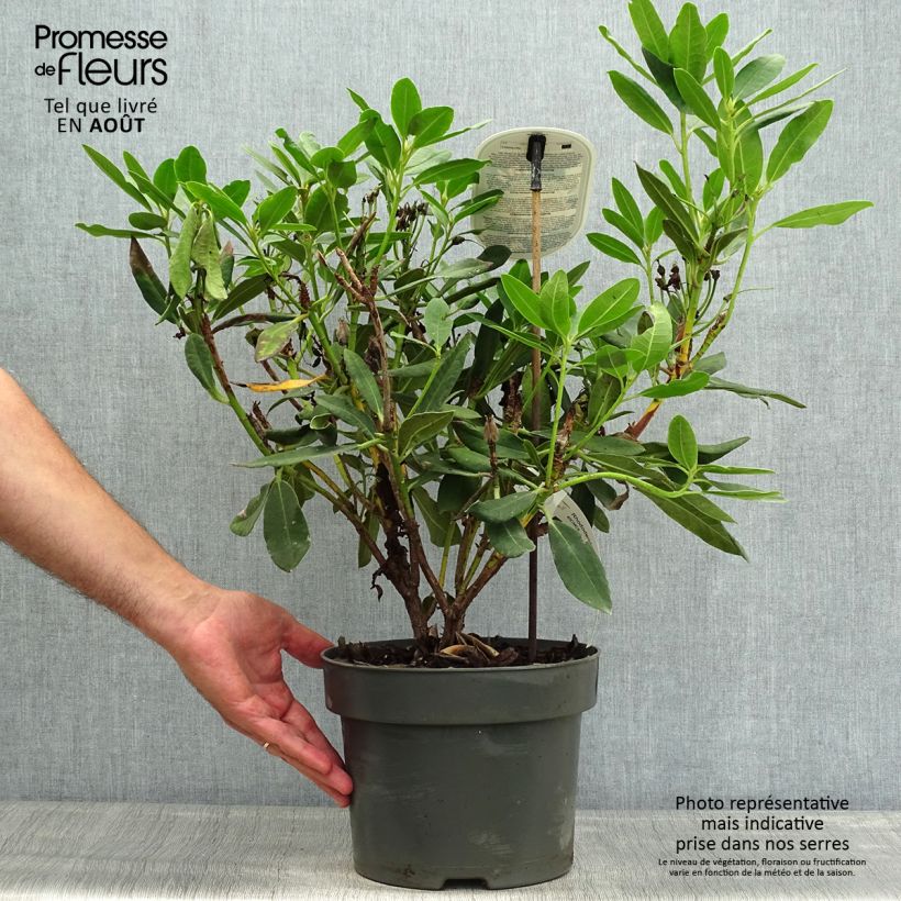 Exemplar von Rhododendron INKARHO Bernstein Topf mit 4L/5L wie im Sommer geliefert