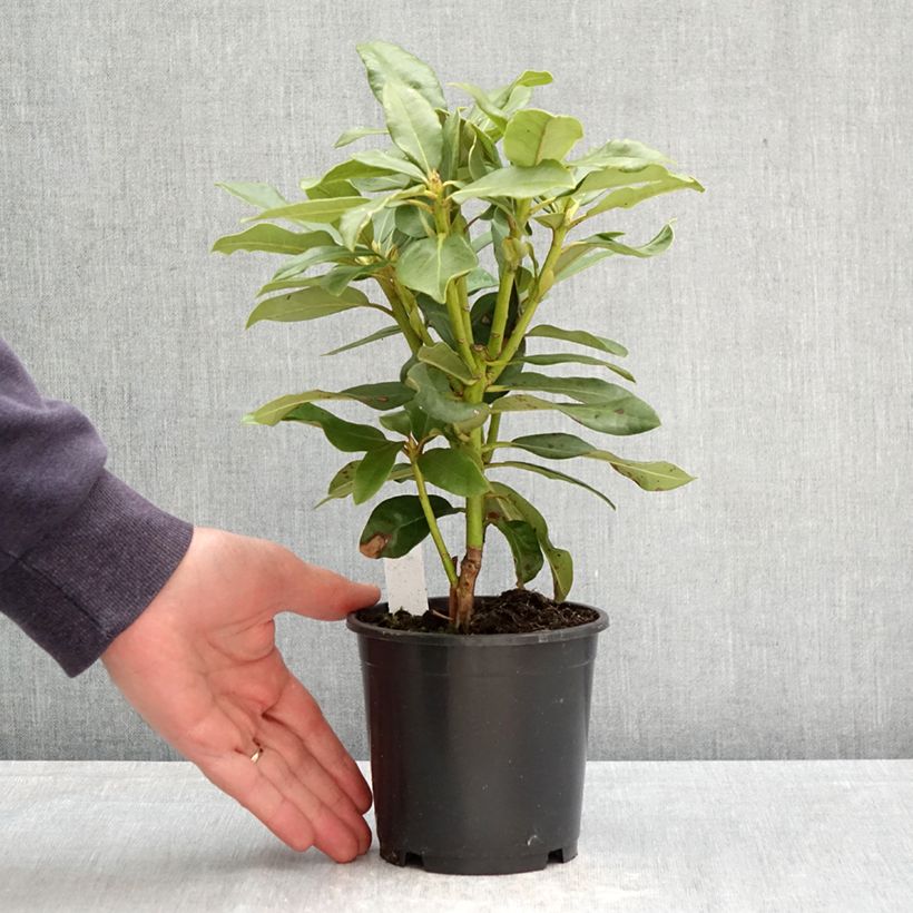 Exemplar von Rhododendron INKARHO Nova Zembla Topf 12 cm / 13 cm wie im Frühjahr geliefert