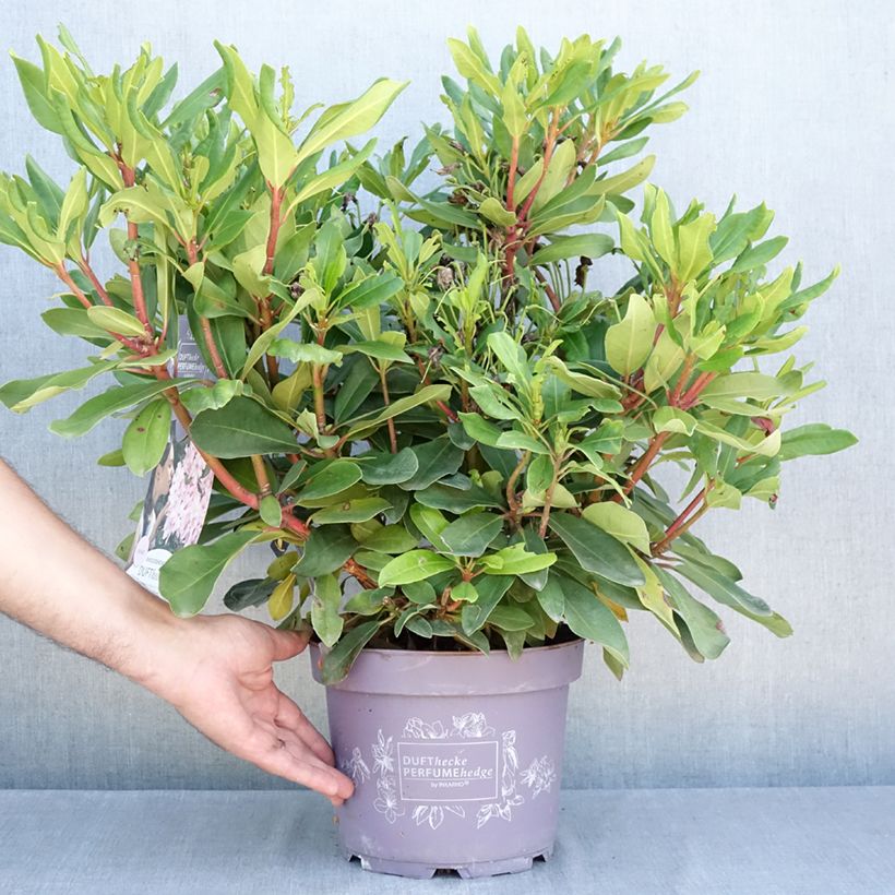 Exemplar von Rhododendron INKARHO® Rosa Dufthecke Topf mit 4L/5L wie im Sommer geliefert