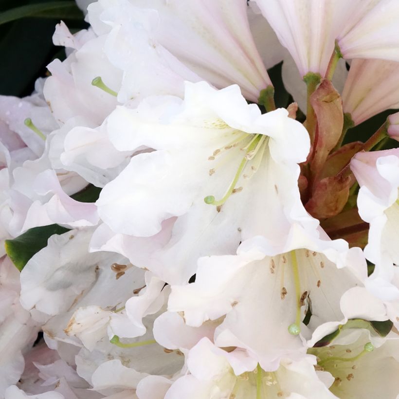 Rhododendron INKARHO Weie Dufthecke
