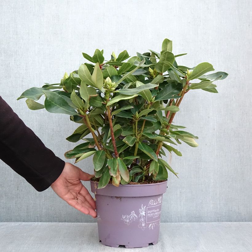 Exemplar von Rhododendron INKARHO® Weiße Dufthecke Topf mit 4L/5L wie im Herbst geliefert