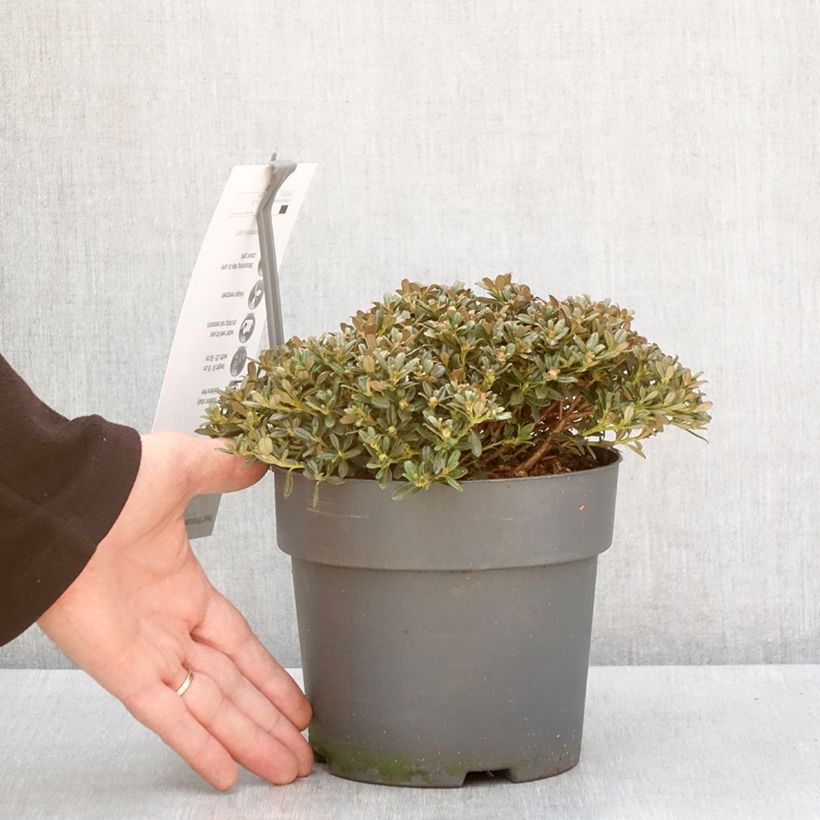 Exemplar von Rhododendron keleticum Topf mit 2L/3L wie im Winter geliefert