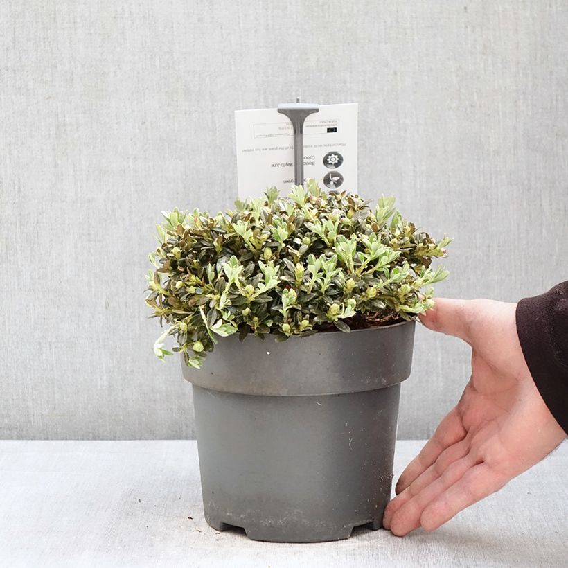 Exemplar von Rhododendron keleticum Topf mit 2L/3L wie im Frühjahr geliefert