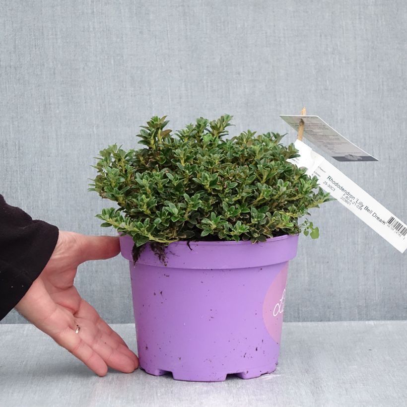 Exemplar von Rhododendron keleticum Lilly Bell Dream Topf mit 3L/4L wie im Herbst geliefert