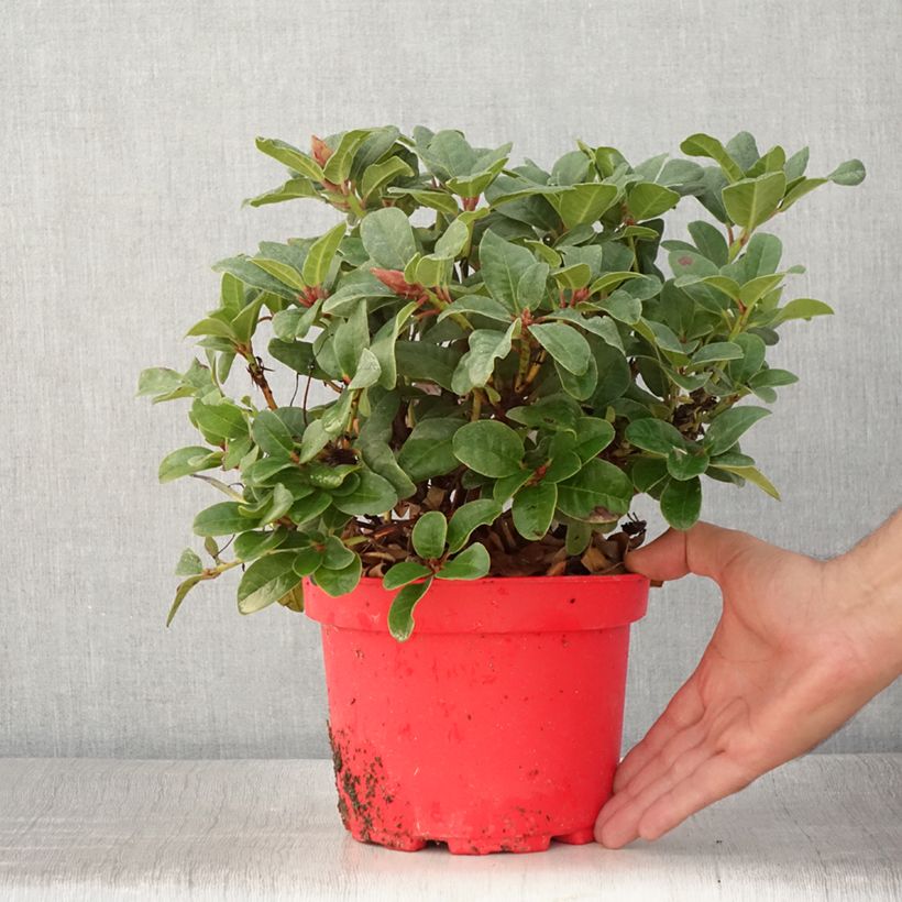 Exemplar von Rhododendron Lilly Bell Love Topf mit 3L/4L wie im Sommer geliefert