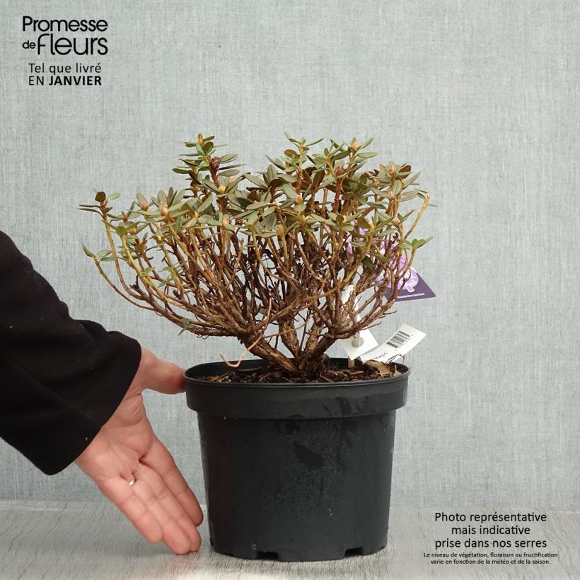 Exemplar von Rhododendron Lilly Bell Magic Topf mit 3L/4L wie im Winter geliefert