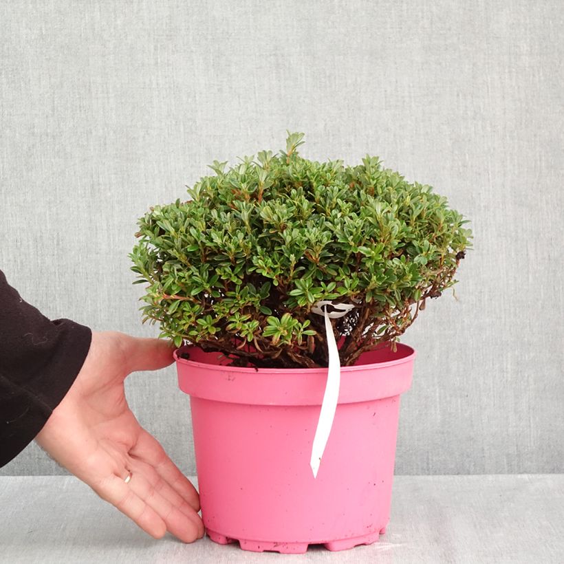 Exemplar von Rhododendron campylogynum var. myrtilloides Lilly Bell Pearl Topf mit 3L/4L wie im Herbst geliefert