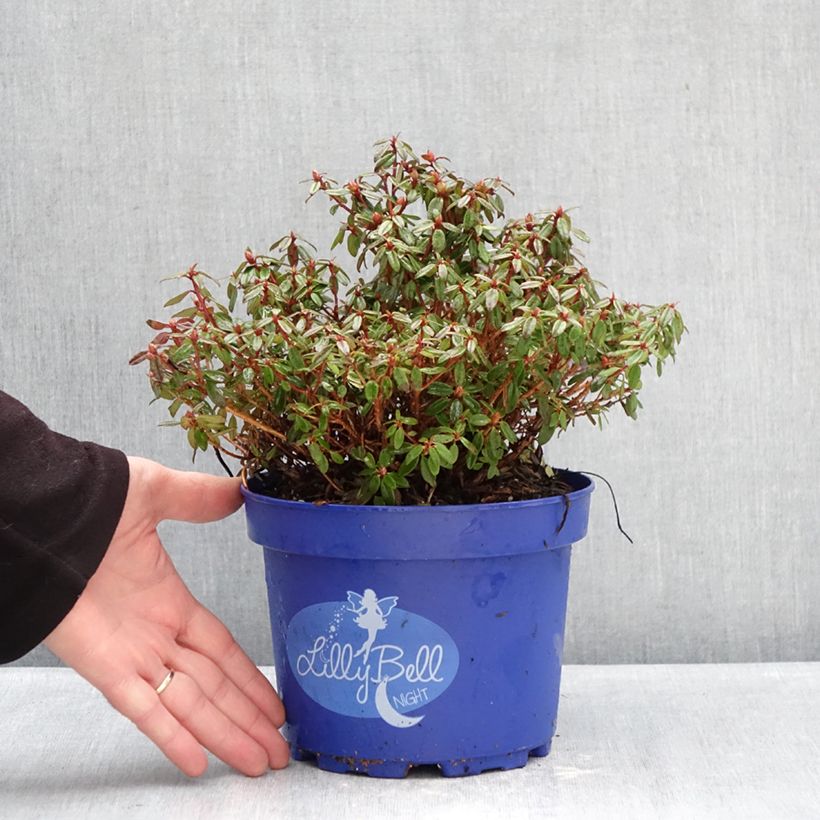 Exemplar von Rhododendron campylogynum var. myrtilloides Lilly Bell Pearl Topf mit 3L/4L wie im Winter geliefert