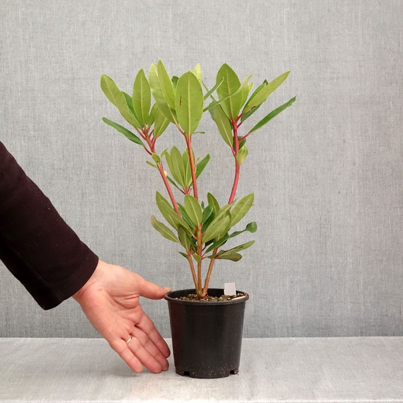 Exemplar von Rhododendron Marcel Ménard Topf 12 cm / 13 cm wie im Herbst geliefert