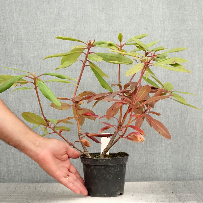 Exemplar von Rhododendron Marcel Ménard Topf 12 cm / 13 cm wie im Sommer geliefert