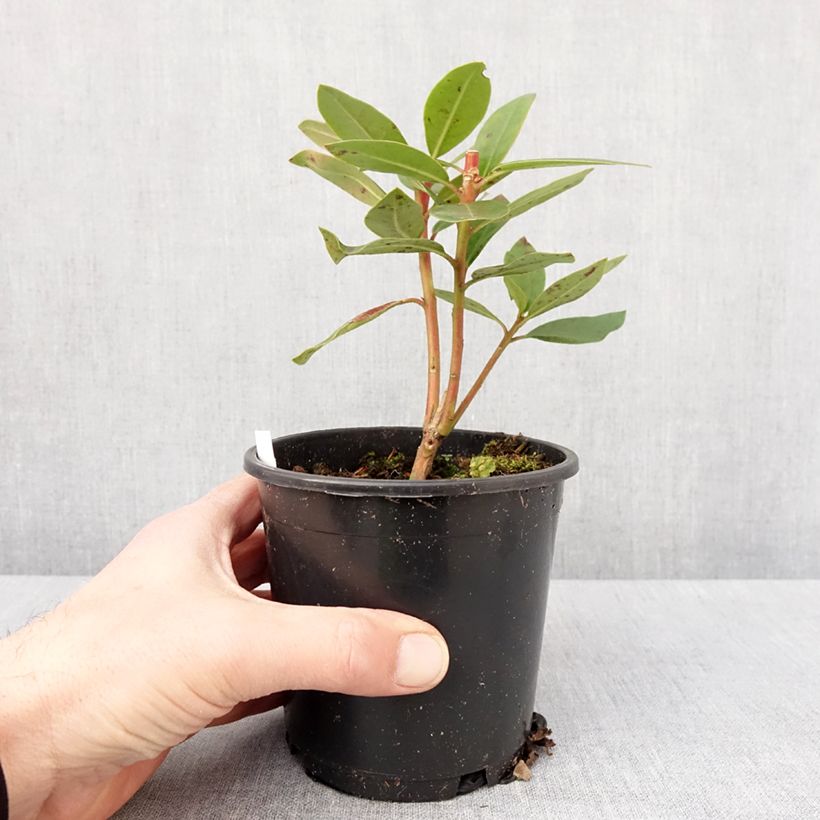 Exemplar von Rhododendron Marcel Ménard Topf 12 cm / 13 cm wie im Winter geliefert