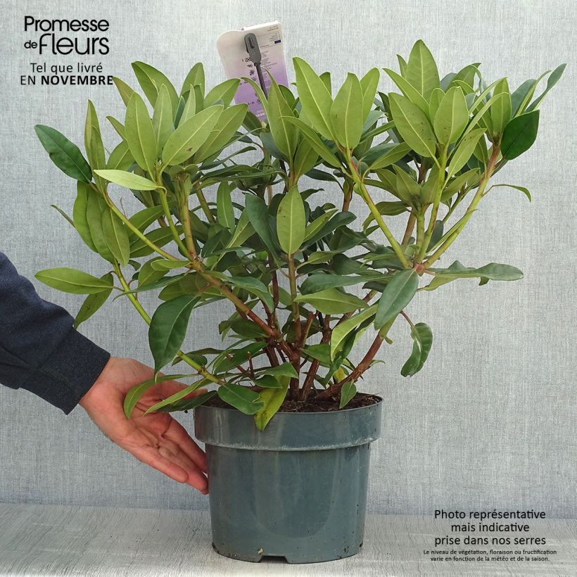 Exemplar von Rhododendron Marie Forte Topf mit 4L/5L wie im Herbst geliefert