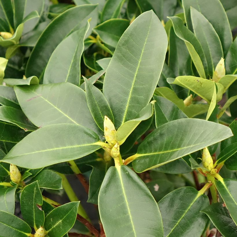 Rhododendron Markeeta's Prize (Laub)