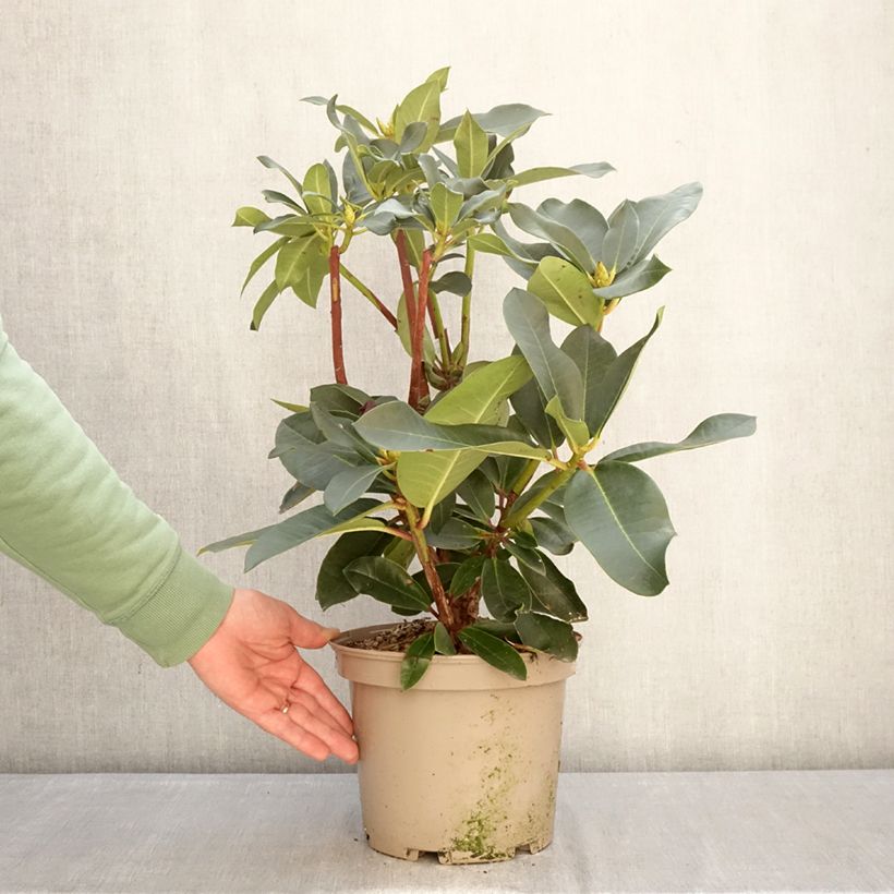 Exemplar von Rhododendron Markeeta's Prize Topf mit 4L/5L wie im Winter geliefert