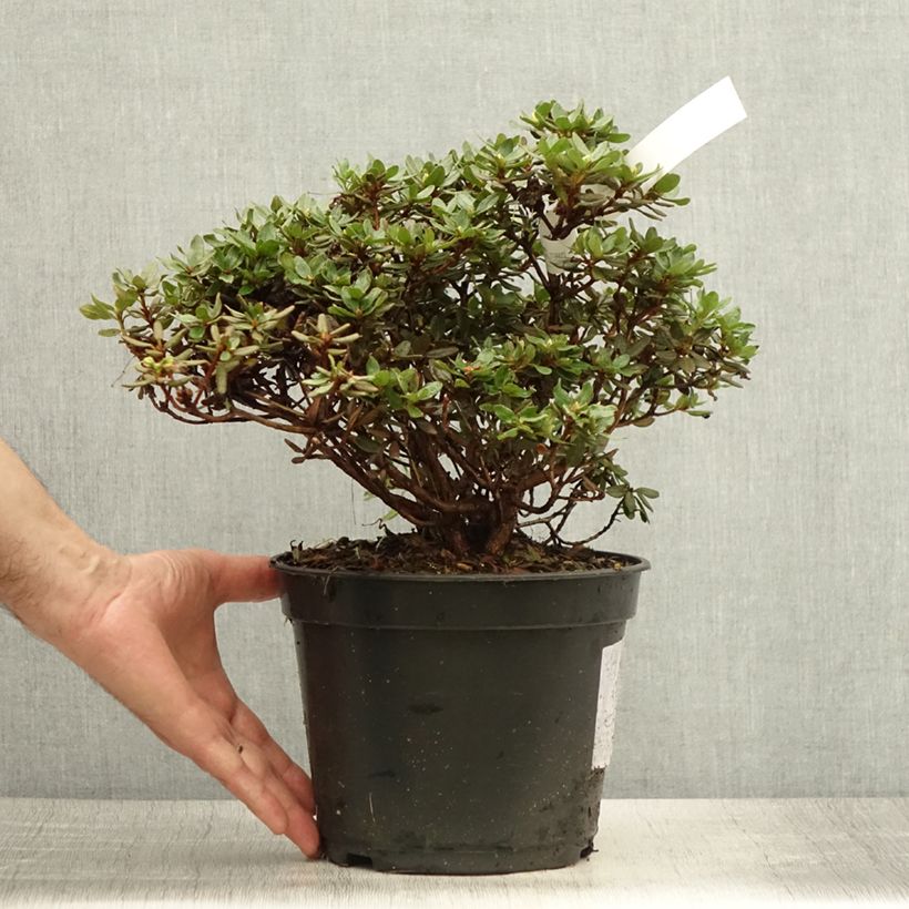 Exemplar von Rhododendron Azurika Topf mit 2L/3L wie im Sommer geliefert