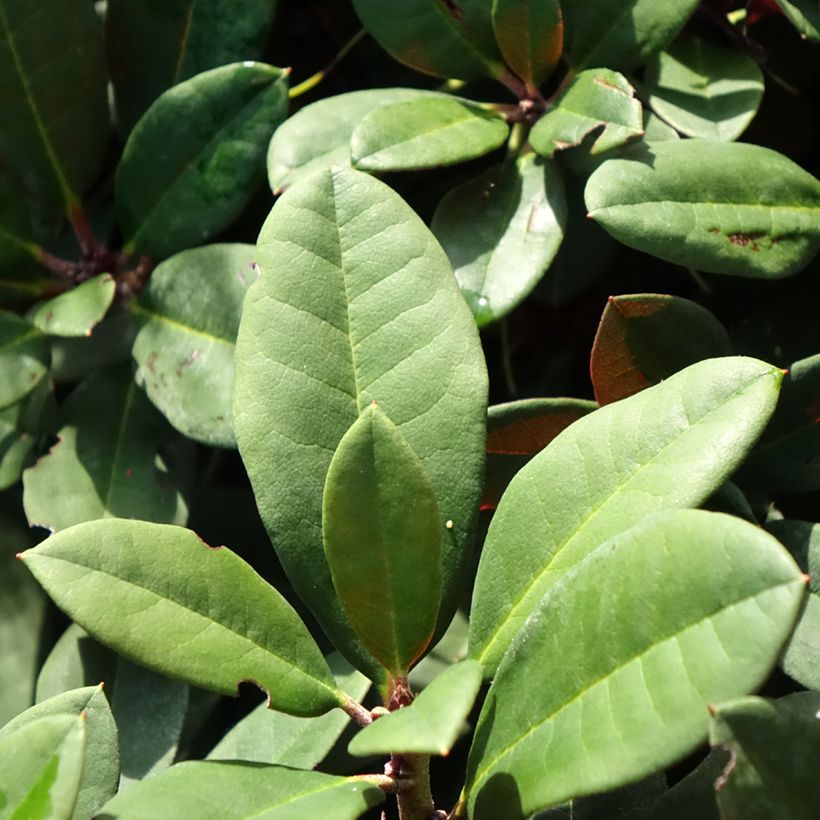 Rhododendron neriiflorum Burletta (Laub)