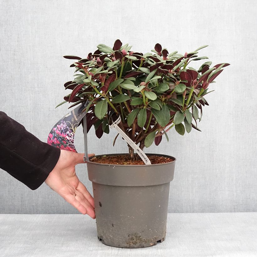 Exemplar von Rhododendron neriiflorum Burletta Topf mit 6L/7L wie im Winter geliefert