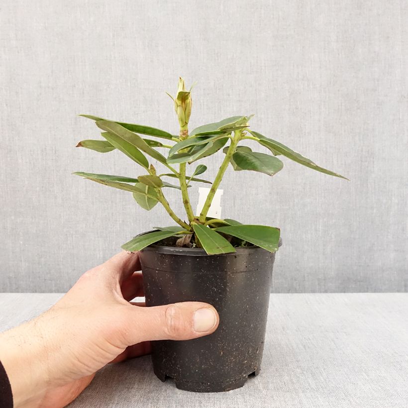 Exemplar von Rhododendron yakushimanum Percy Wiseman Topf 12 cm / 13 cm wie im Frühjahr geliefert