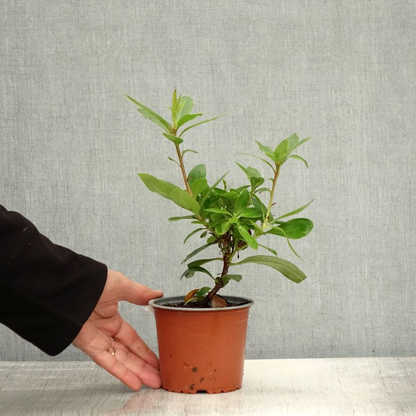 Exemplar von Rhododendron ponticum Topf 12 cm / 13 cm wie im Herbst geliefert