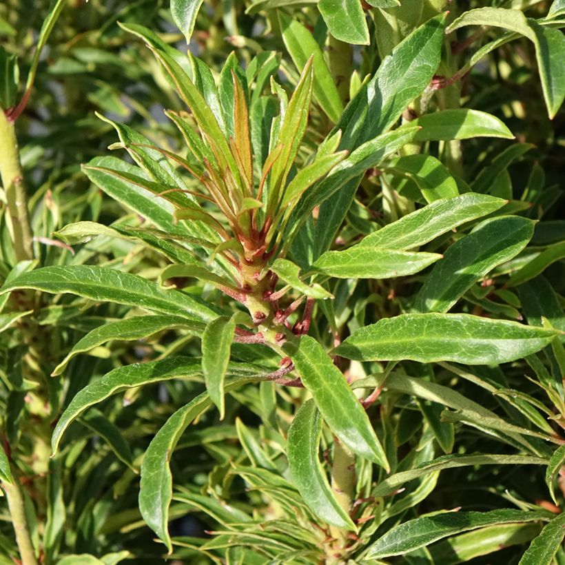 Rhododendron ponticum Grazeasy Dark Pink (Laub)