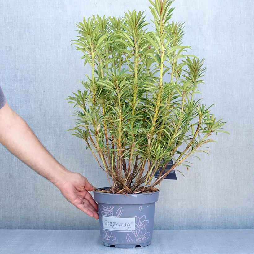 Exemplar von Rhododendron ponticum Grazeasy Dark Pink Topf mit 4L/5L wie im Sommer geliefert