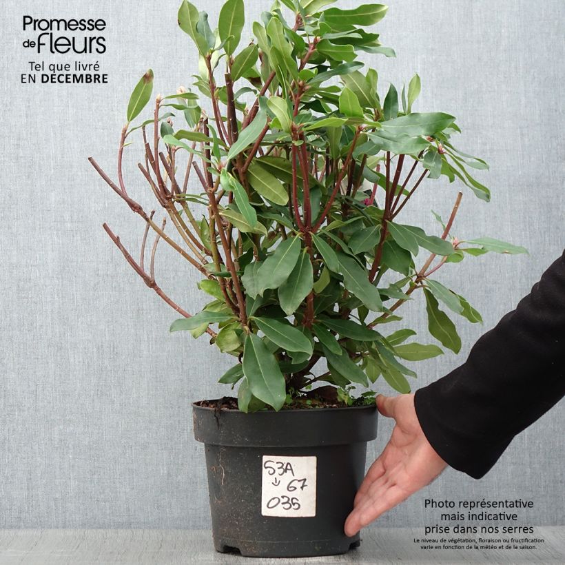 Exemplar von Rhododendron ponticum Roseum Topf mit 4L/5L wie im Herbst geliefert