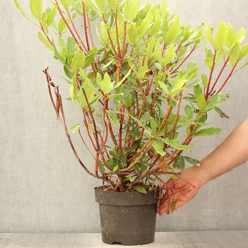 Exemplar von Rhododendron ponticum Roseum Topf mit 4L/5L wie im Sommer geliefert