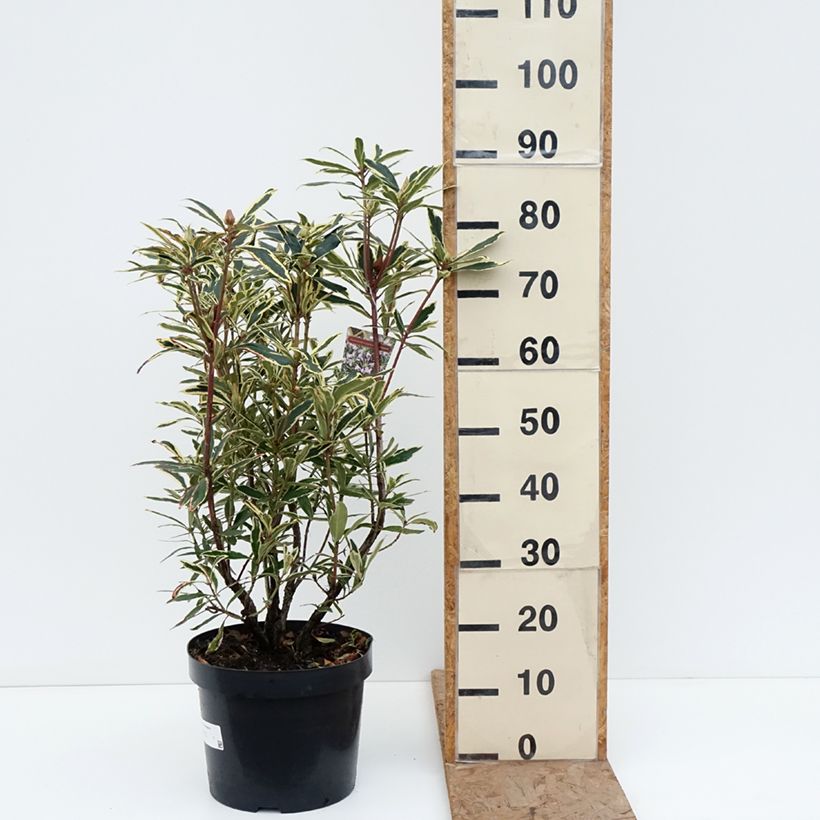 Exemplar von Rhododendron ponticum Variegatum Topf mit 7,5L/10L wie im Winter geliefert
