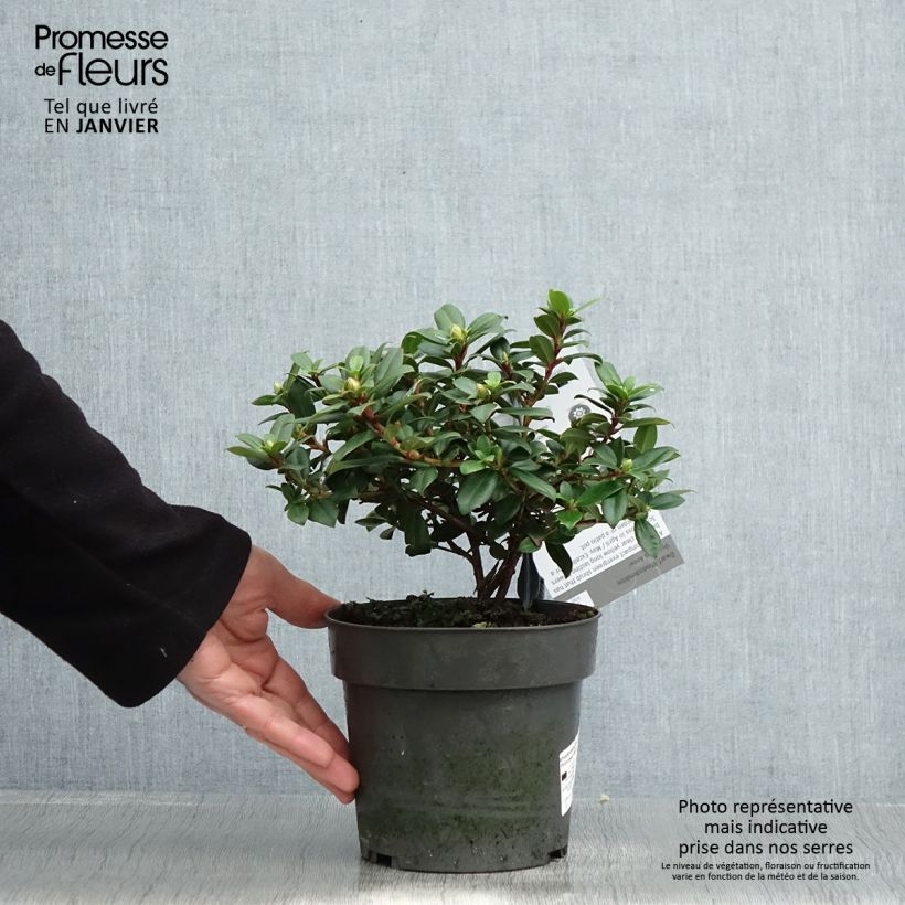Exemplar von Rhododendron Princess Anne Topf mit 2L/3L wie im Winter geliefert