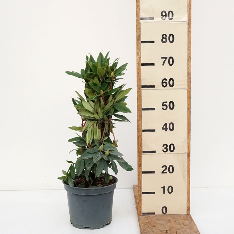 Exemplar von Rhododendron Red Eye Topf mit 4L/5L wie im Herbst geliefert