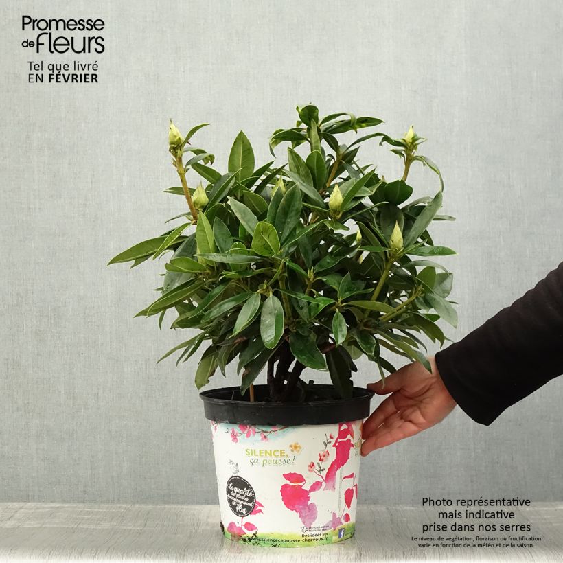 Exemplar von Rhododendron Red Eye Topf mit 4L/5L wie im Winter geliefert