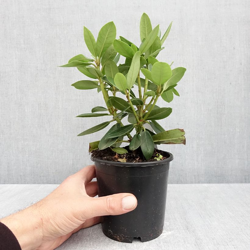 Exemplar von Rhododendron catawbiense Roseum Elegans Topf 12 cm / 13 cm wie im Herbst geliefert