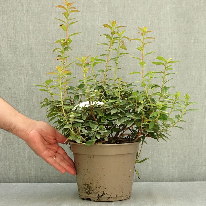 Exemplar von Rhododendron Saint Tudy Topf mit 4L/5L wie im Sommer geliefert