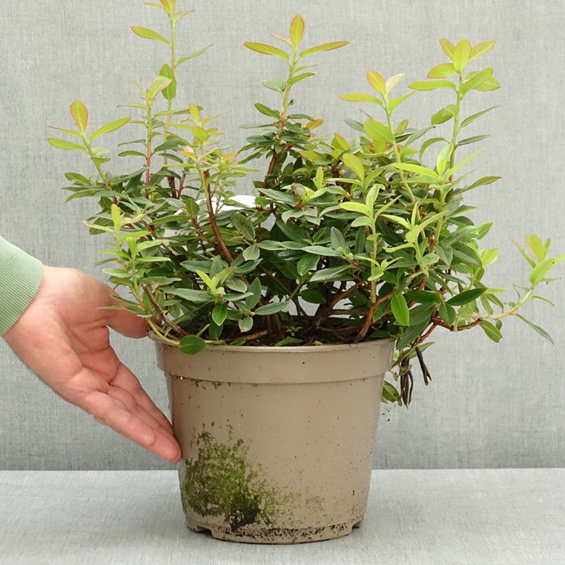 Exemplar von Rhododendron Saint Tudy Topf mit 4L/5L wie im Frühjahr geliefert