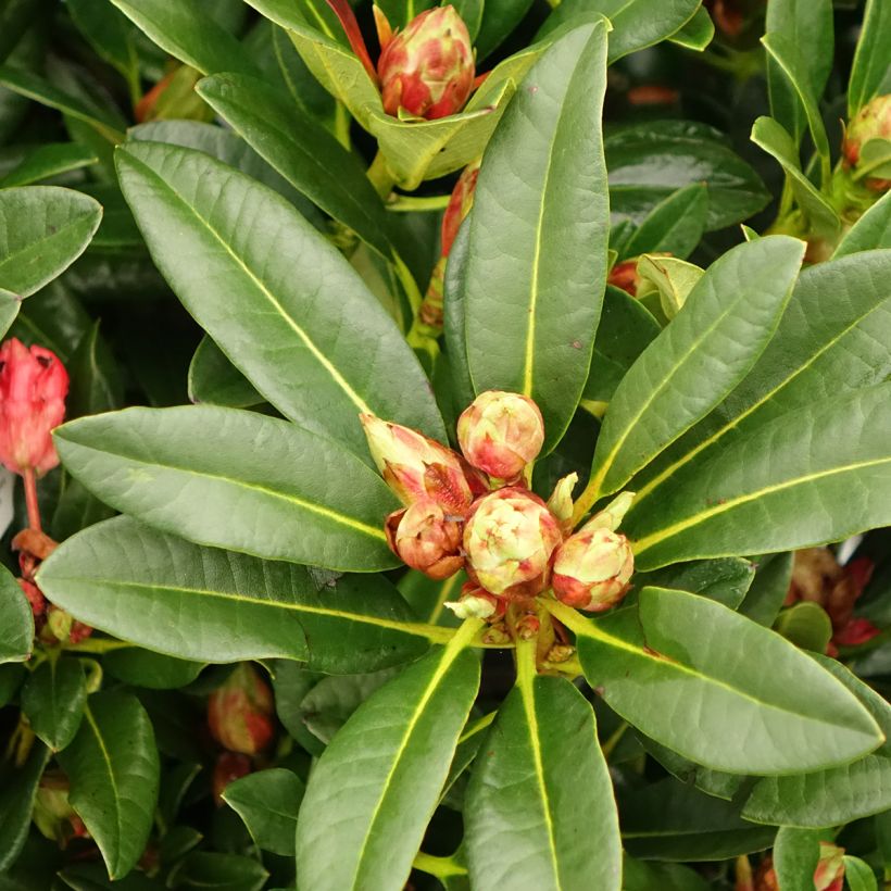 Rhododendron Sainte-Marine (Laub)