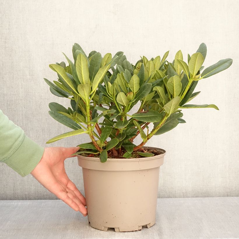 Exemplar von Rhododendron Sainte-Marine Topf mit 4L/5L wie im Winter geliefert