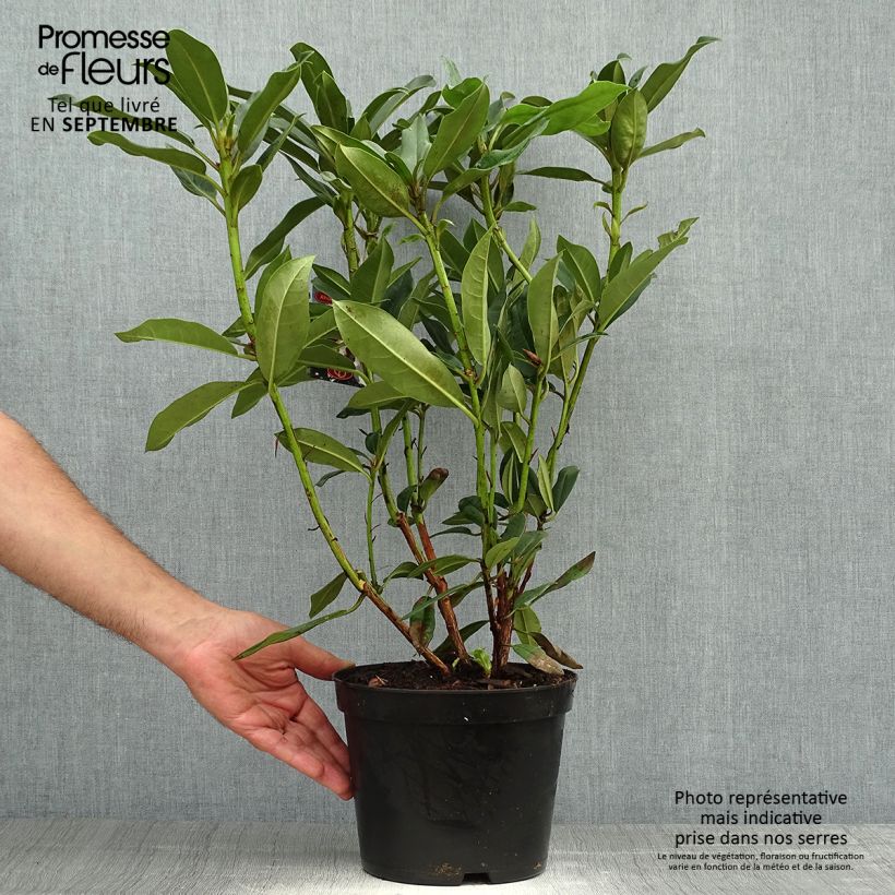 Exemplar von Rhododendron Sappho Topf mit 4L/5L wie im Herbst geliefert