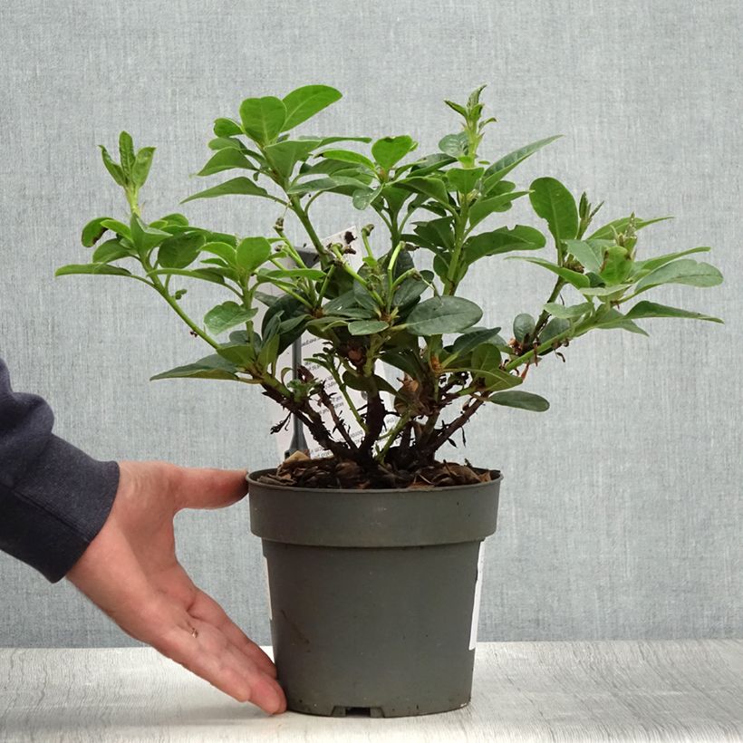 Exemplar von Rhododendron Scarlet Wonder Topf mit 2L/3L wie im Sommer geliefert