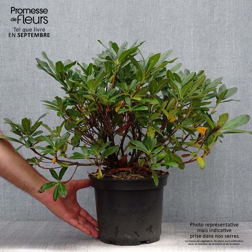 Exemplar von Rhododendron Scyphocalyx Topf mit 6L/7L wie im Herbst geliefert