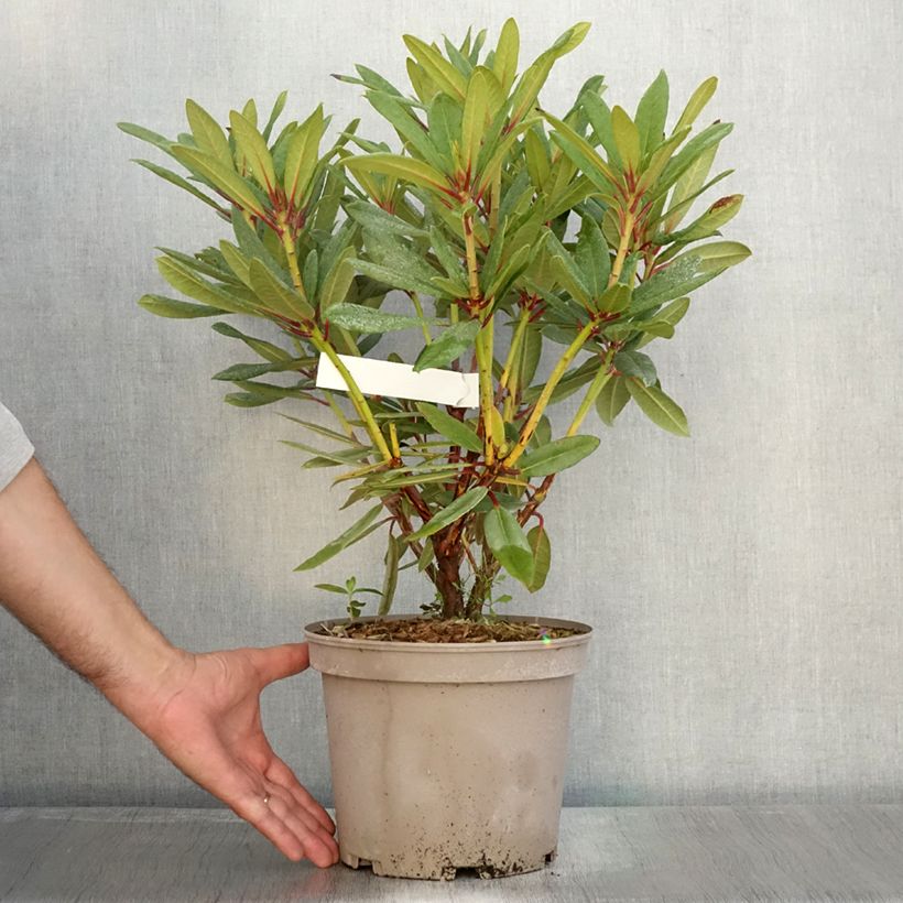 Exemplar von Rhododendron Tortoiseshell Orange Topf mit 4L/5L wie im Herbst geliefert
