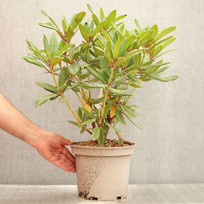 Exemplar von Rhododendron Tortoiseshell Orange Topf mit 4L/5L wie im Sommer geliefert