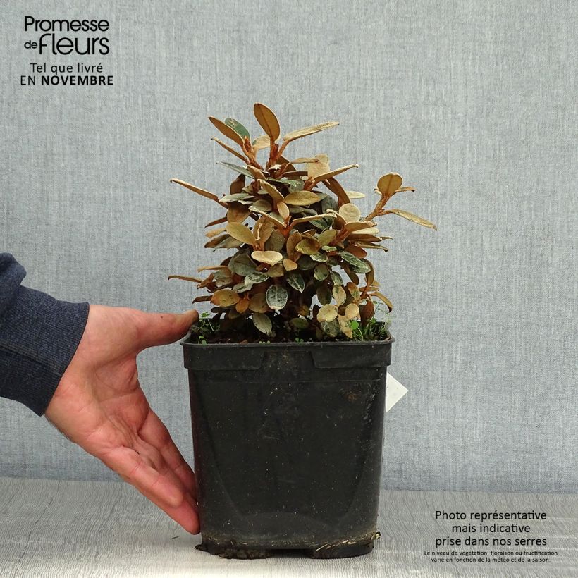 Exemplar von Rhododendron tsariense Topf mit 3L/4L wie im Herbst geliefert