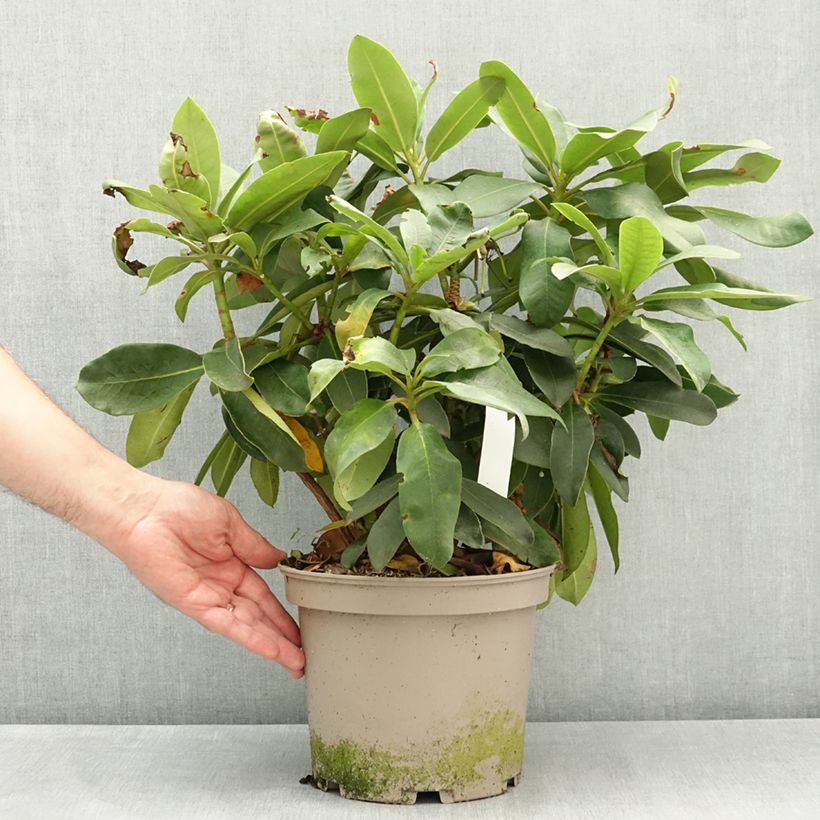 Exemplar von Rhododendron Vallée de l'Odet Pot de 4L/5L wie im Frühjahr geliefert