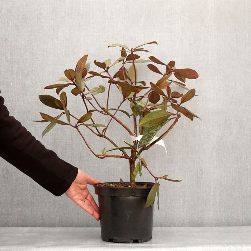 Exemplar von Rhododendron vireya Calavar Topf mit 3L/4L wie im Winter geliefert