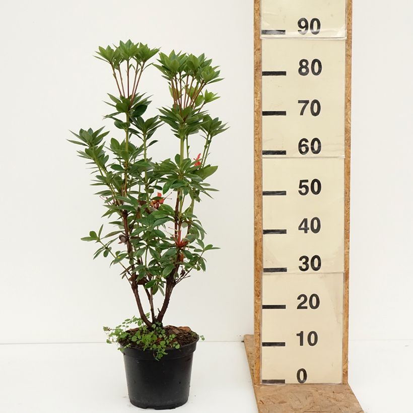 Exemplar von Rhododendron vireya Hendrick's ker Topf mit 3L/4L wie im Herbst geliefert