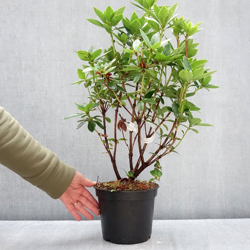 Exemplar von Rhododendron vireya Hendrick's ker Topf mit 3L/4L wie im Winter geliefert