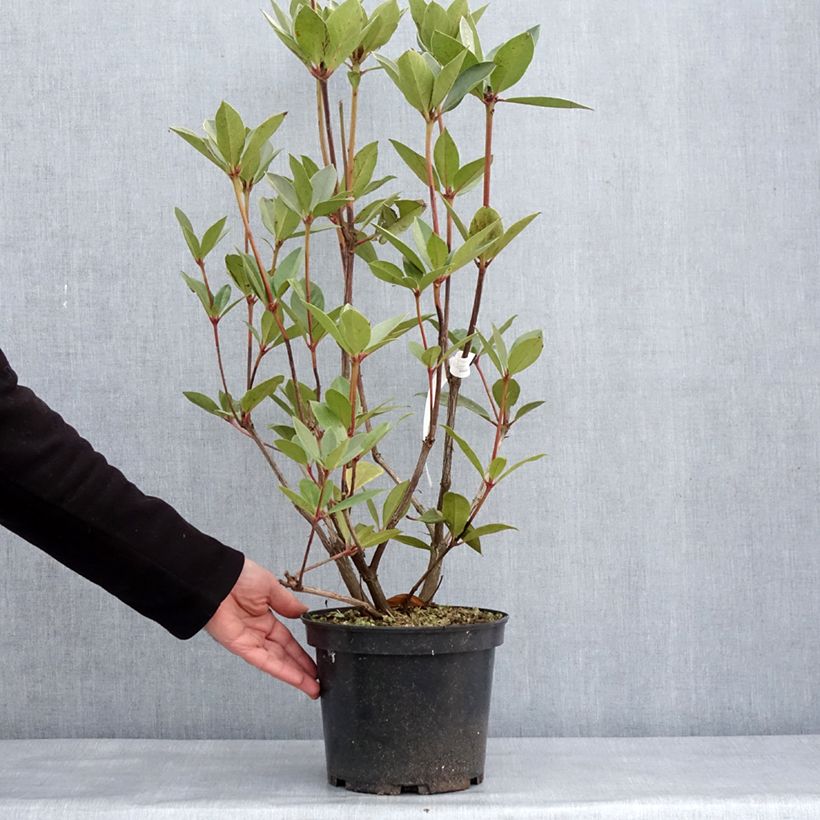 Exemplar von Rhododendron vireya Oogappel Topf mit 3L/4L wie im Winter geliefert