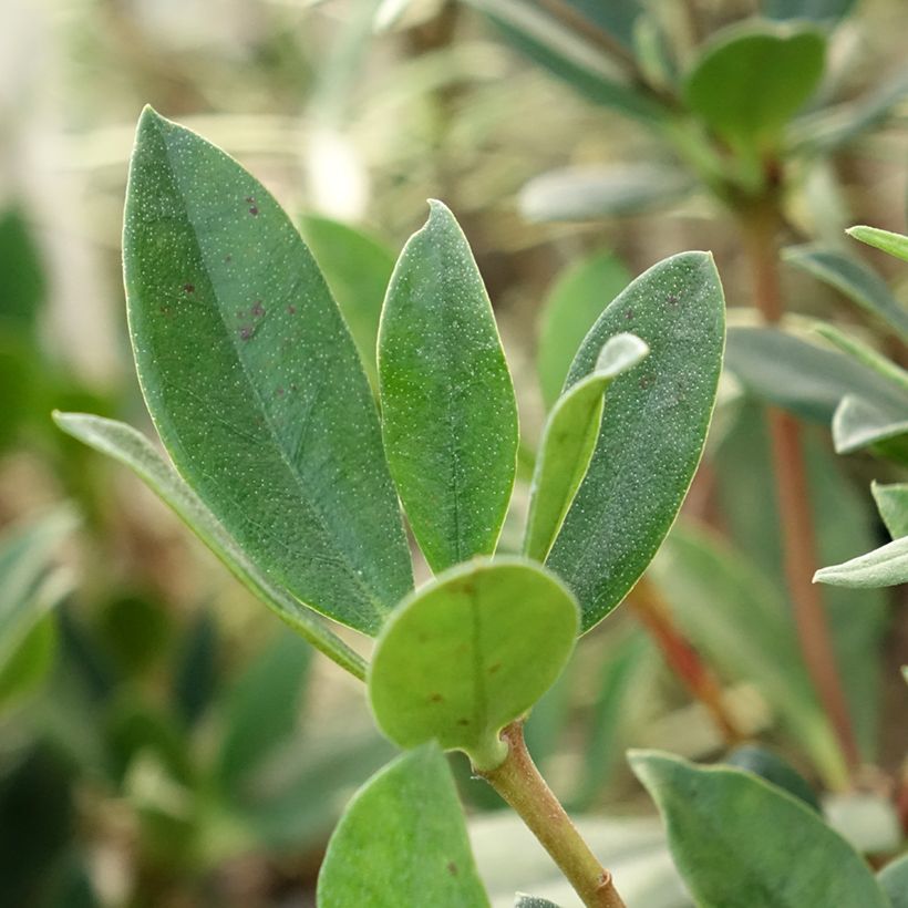 Rhododendron vireya Saxon blush (Laub)