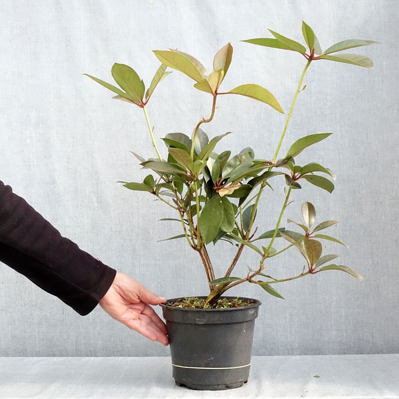 Exemplar von Rhododendron vireya Strawberry Parfait Topf mit 3L/4L wie im Herbst geliefert